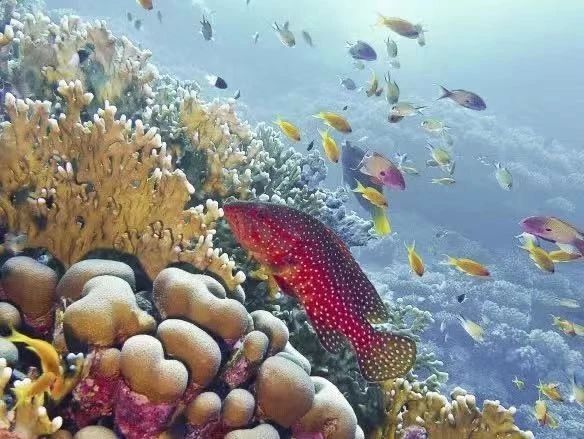 图四：MSC地中海邮轮在私属岛屿海洋礁自然保护区通过修复珊瑚改善海洋生态